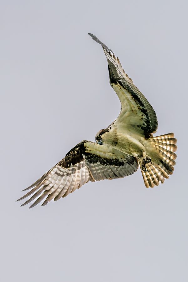 Osprey banking