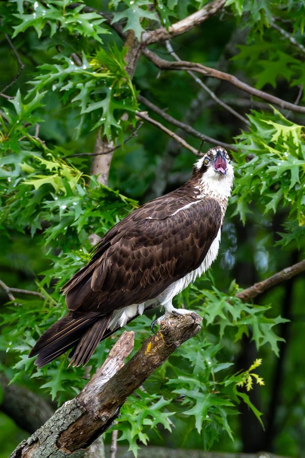 Osprey calling