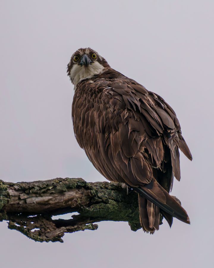 Osprey, feathers soaked