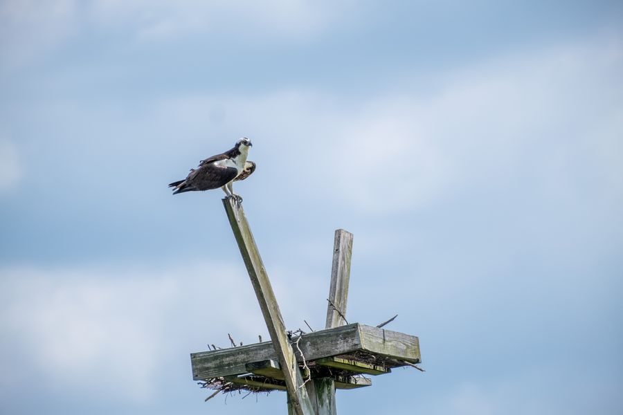 Osprey on a nest platform