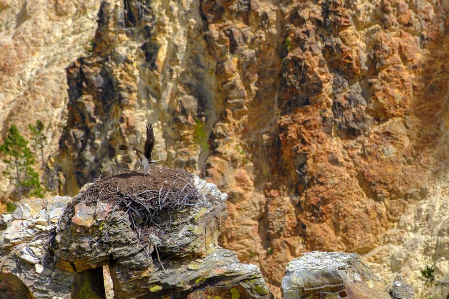 Osprey on the nest