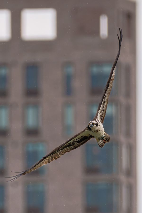 Osprey over Prospect Park