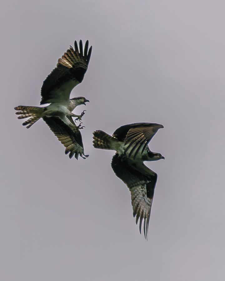 Ospreys grappling in flight