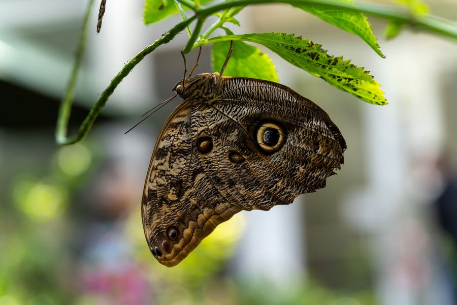 Owl butterfly, hanging