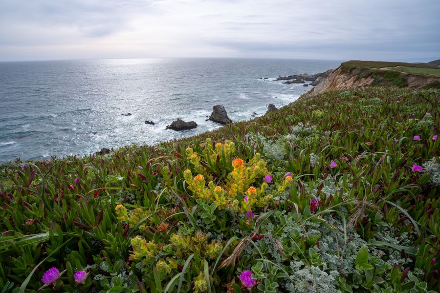Paintbrush on the cliff edge
