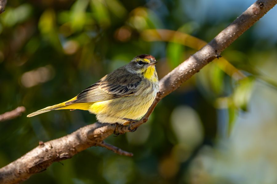 Palm Warbler, rufous cap