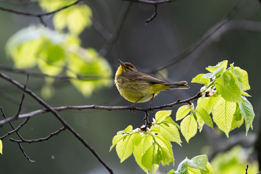 Palm Warbler