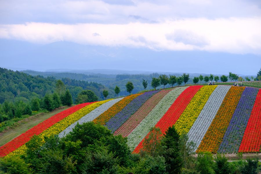 Panorama Road, Biei