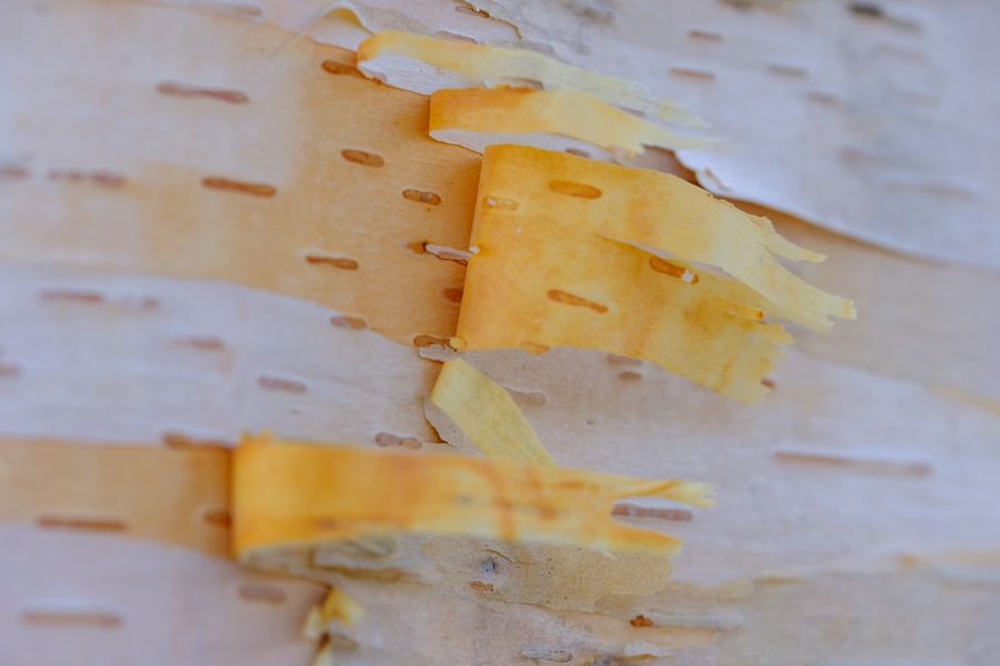 Paper birch