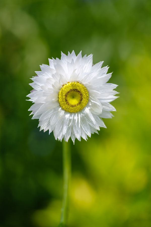 Paper Daisy