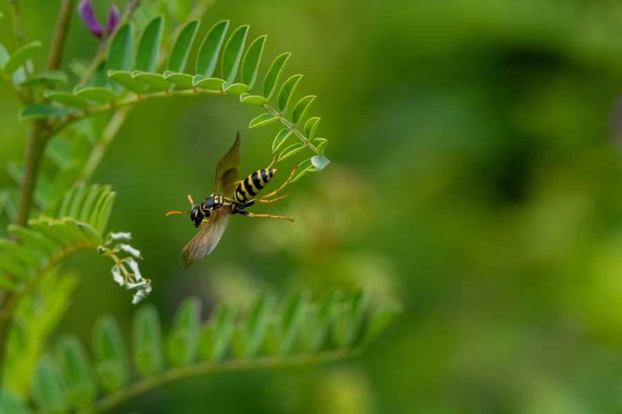 Paper wasp in flight