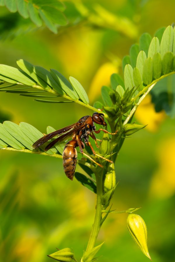 Paper wasp on partridge pea