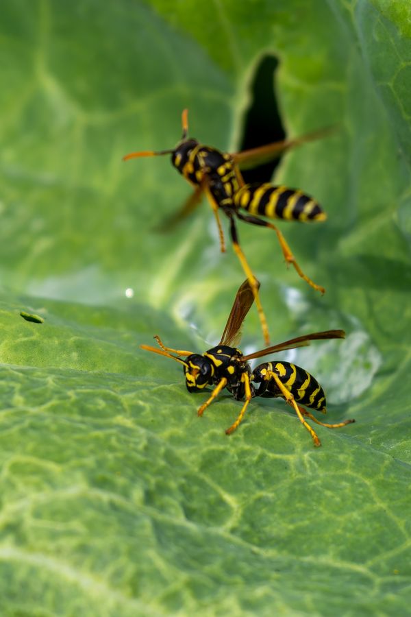 Paper wasps