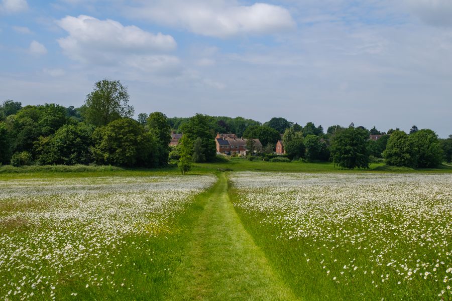 Path through the meadow