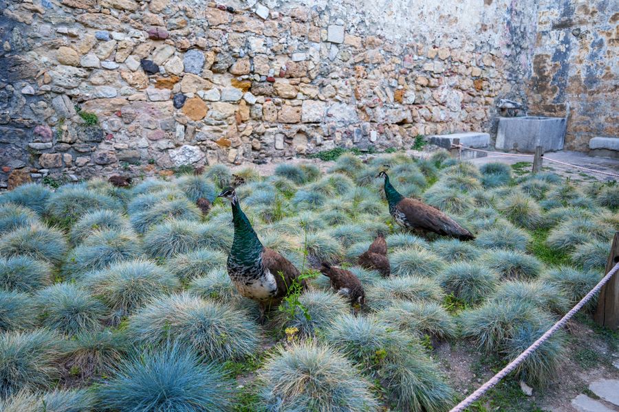 Peafowl at the castle