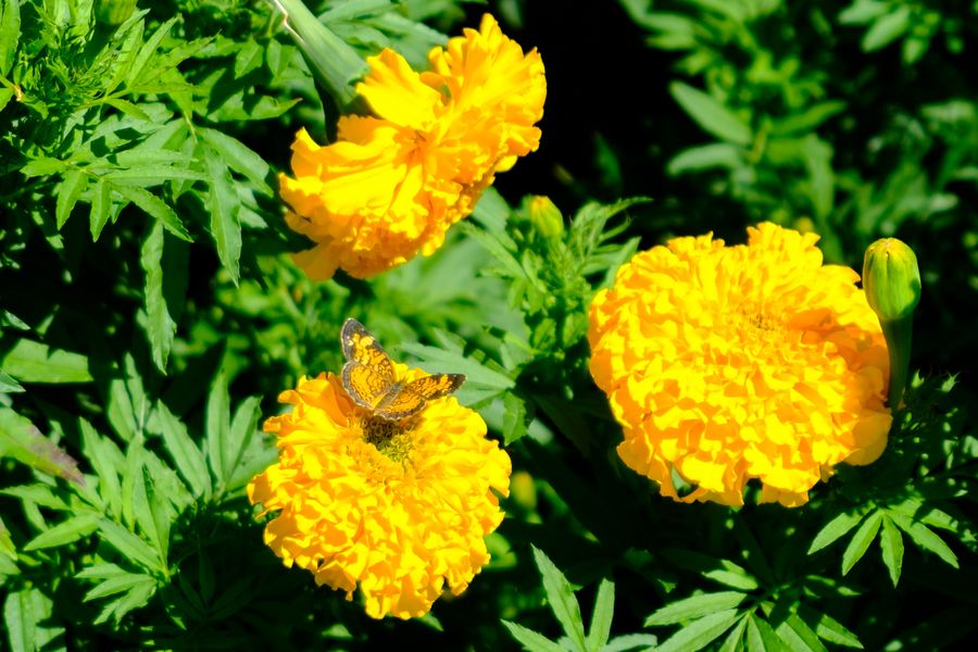 Pearl Crescent on marigolds
