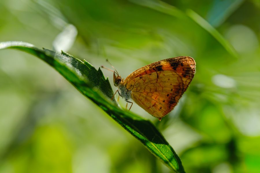 Pearl Crescent