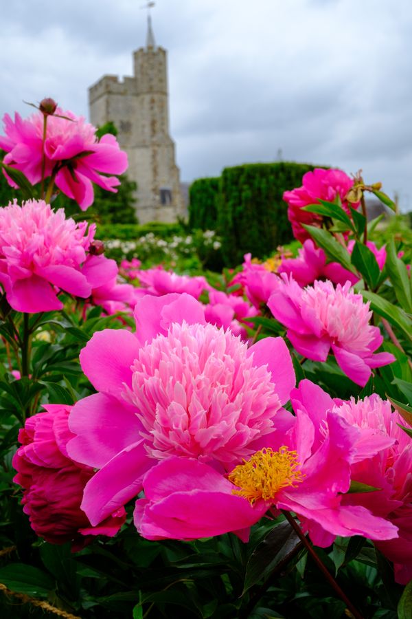 Peonies below the church tower