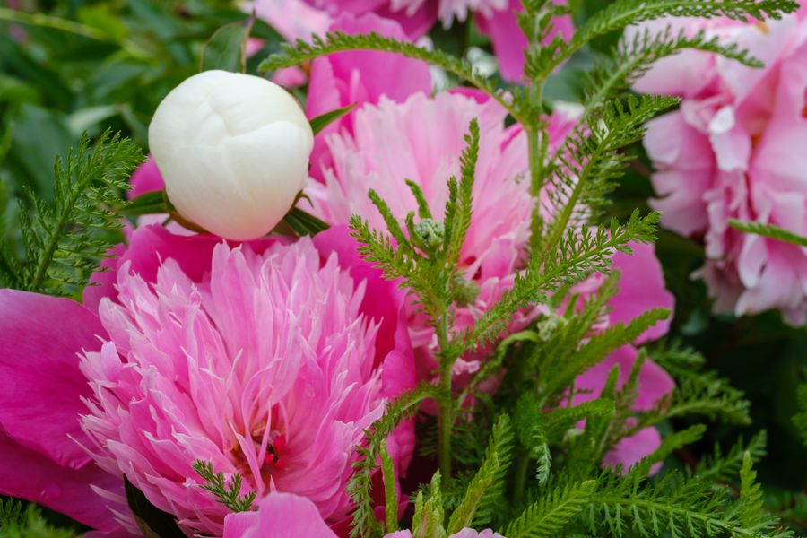 Peony and bud