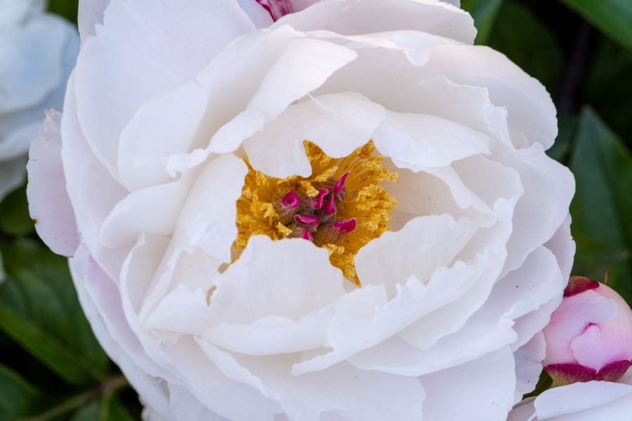Peony, fully open
