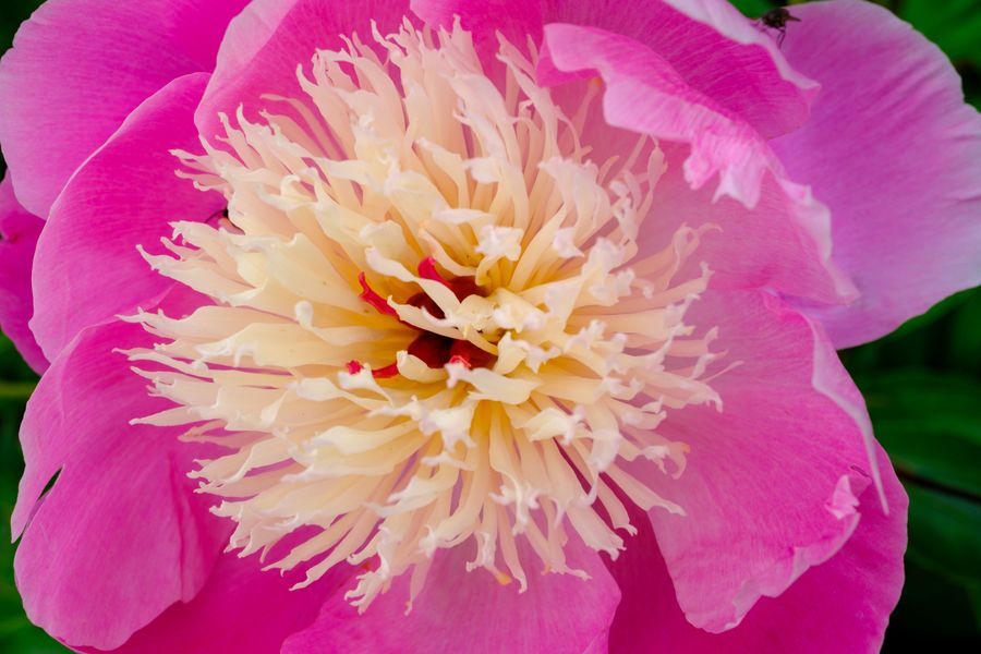 Peony