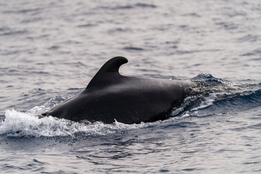 Pilot whale surfacing