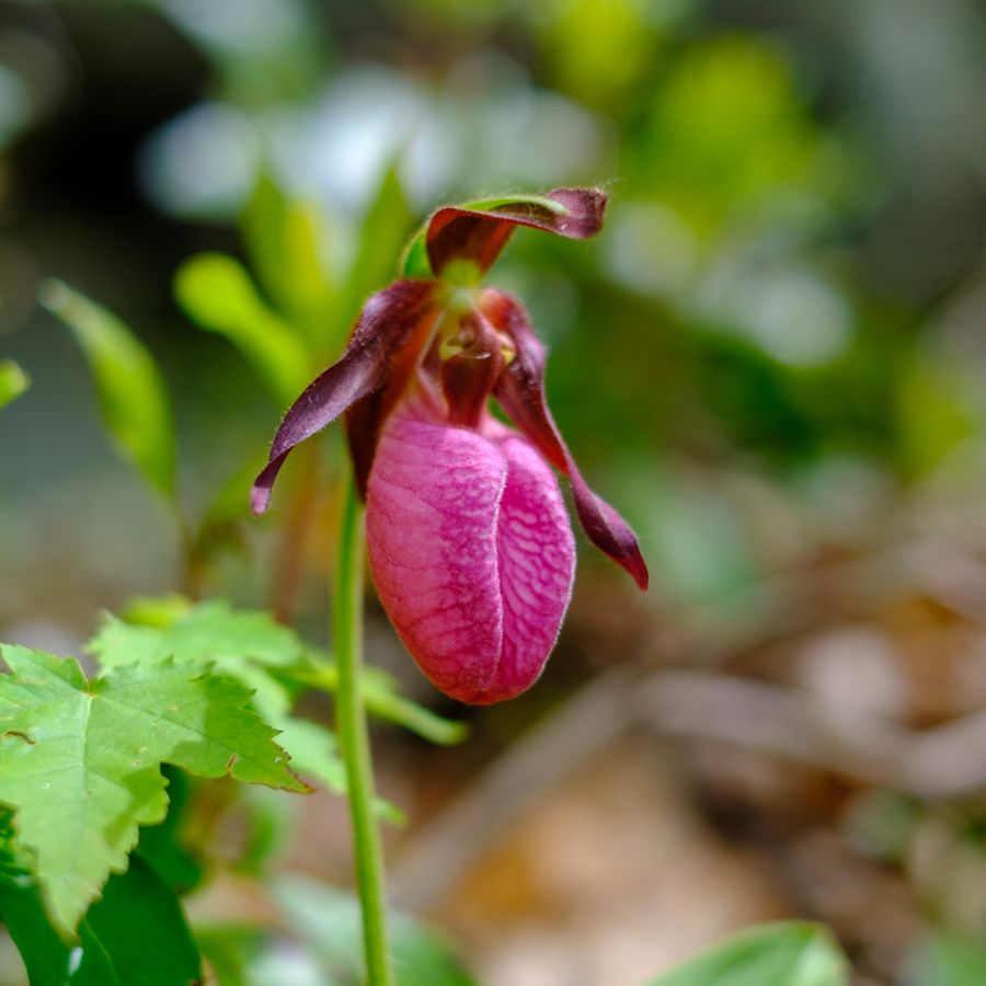 Pink Lady's Slipper