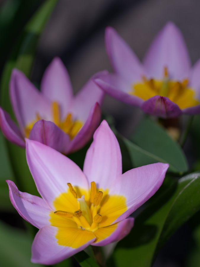 Pink species tulip