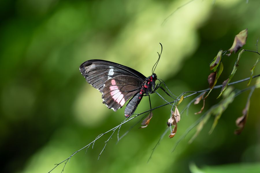 Pink-spotted Cattleheart