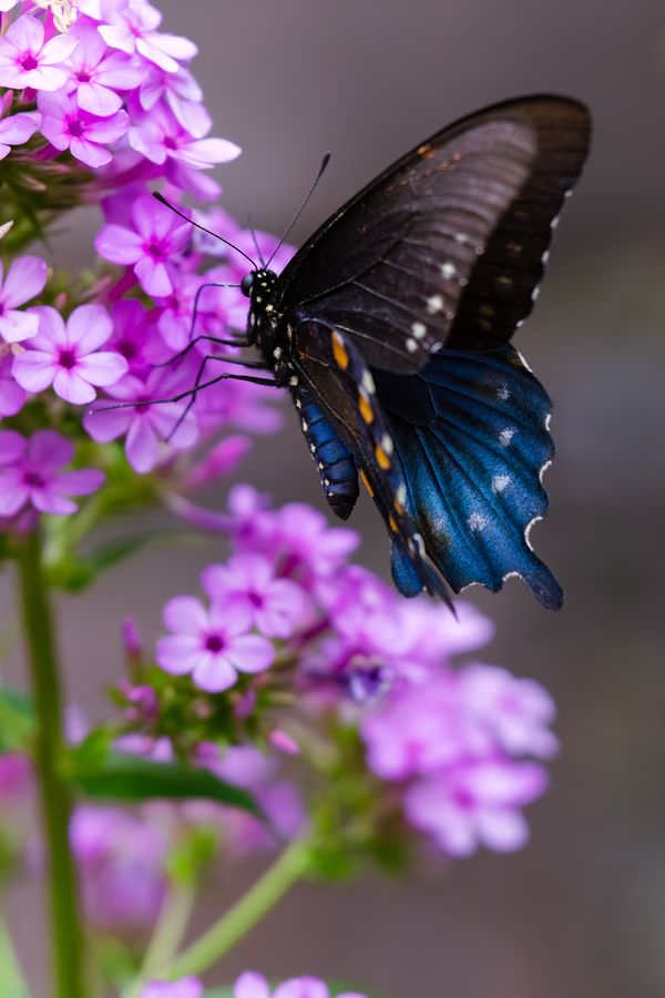 Pipevine Swallowtail
