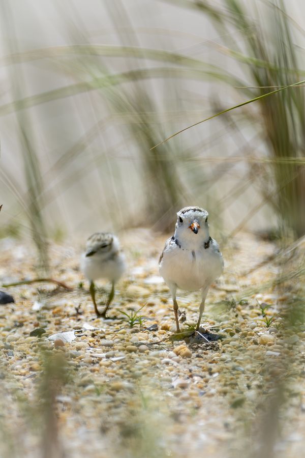 Piping Plover, adult and chick