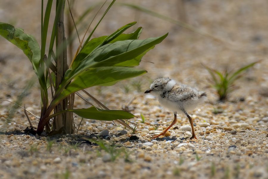 Piping Plover chick, foraging
