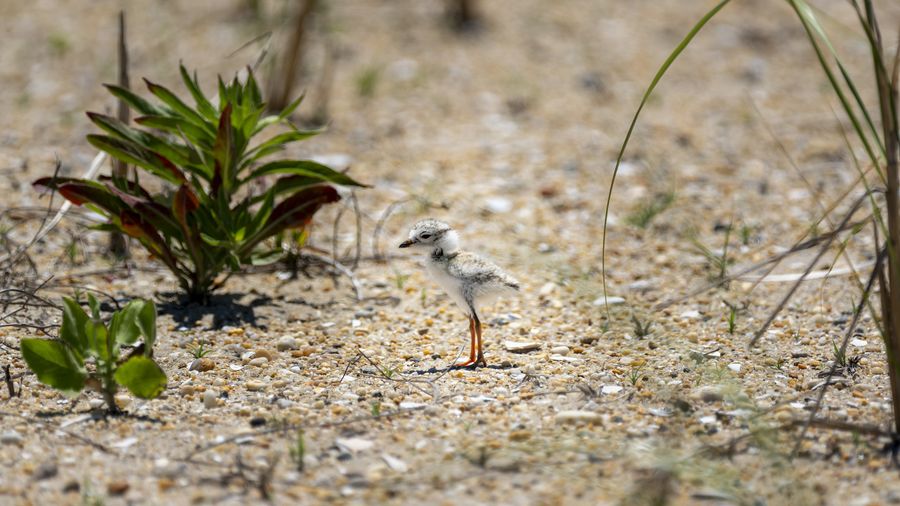 Piping Plover chick