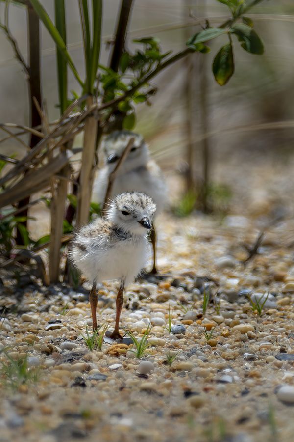 Piping Plover chicks