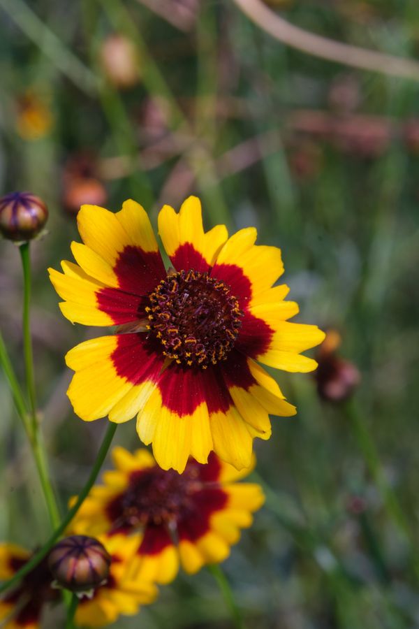 Plains Coreopsis