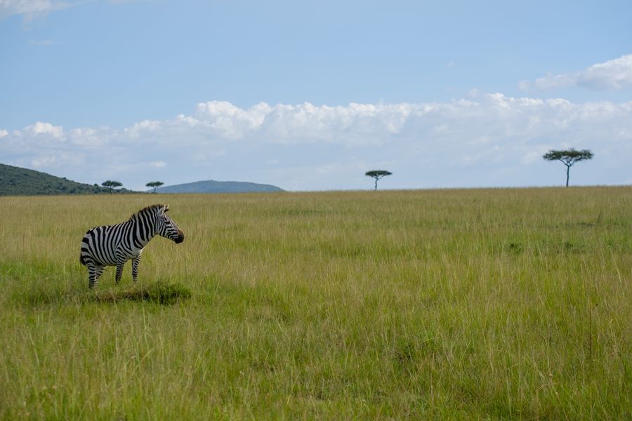 Plains Zebra