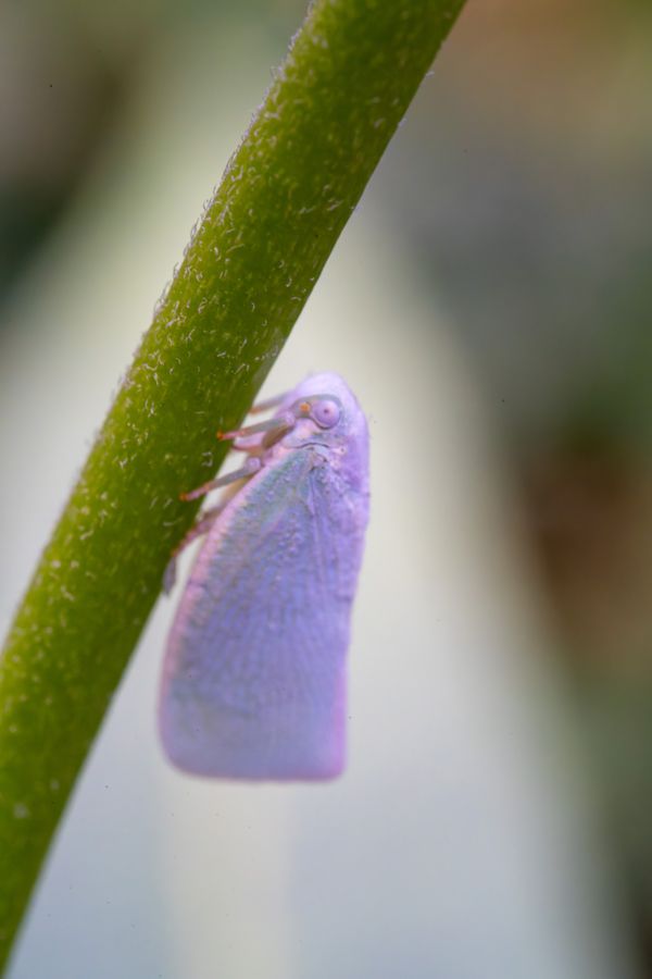 Planthopper