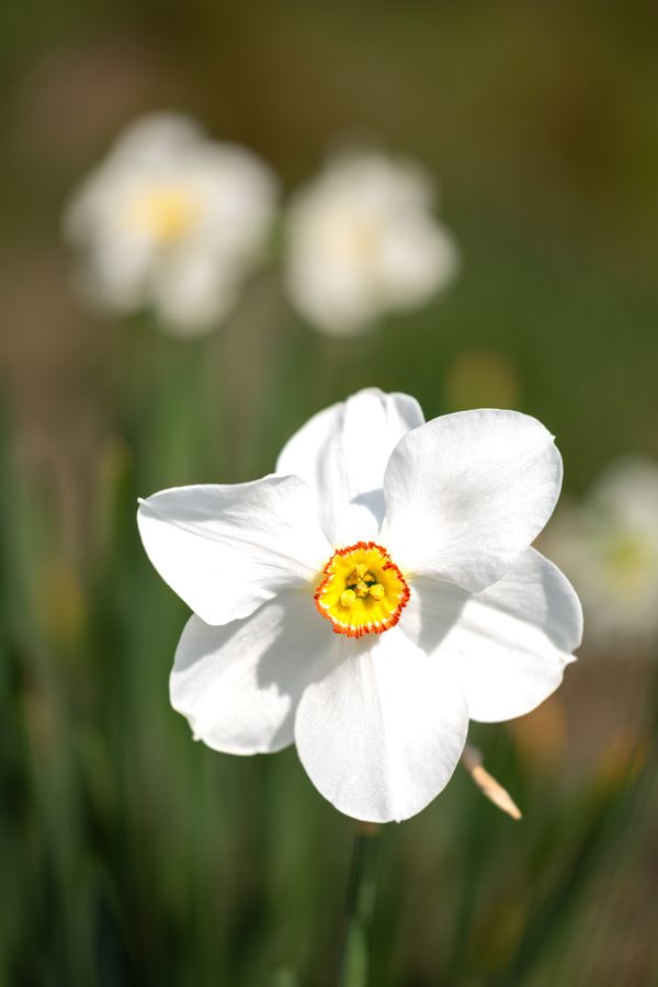 Poet's daffodil