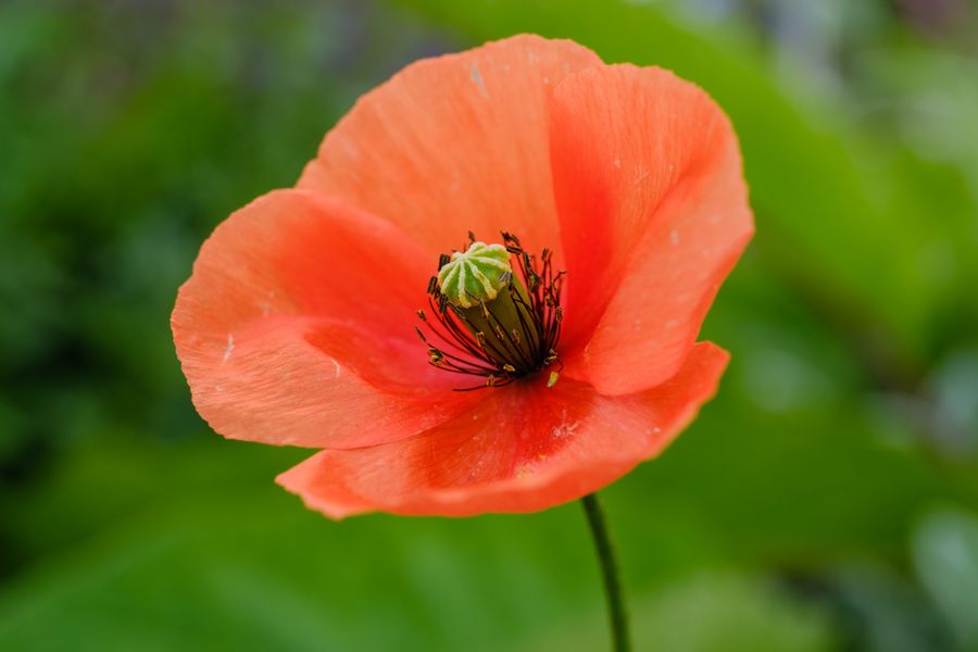Poppy