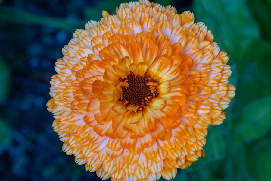 Pot marigold