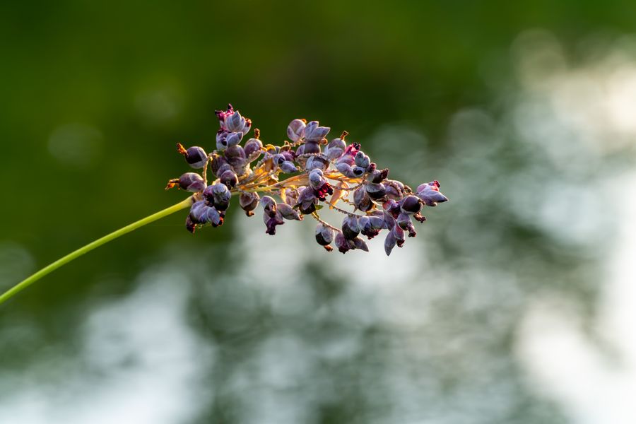 Powdery alligator-flag, in fruit
