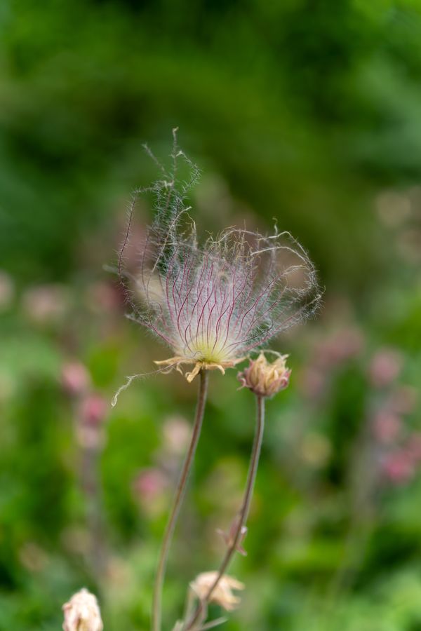 Prairie Smoke, gone to seed