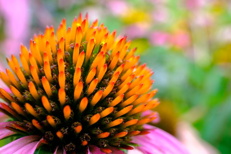 Purple Coneflower