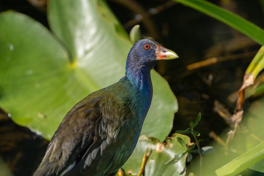Purple Gallinule among lily leaves