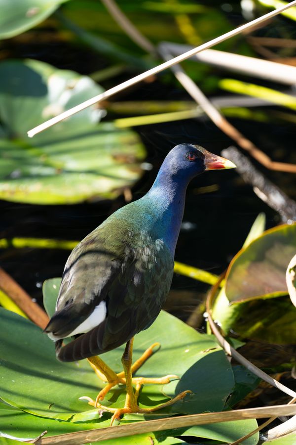 Purple Gallinule on the lily pads