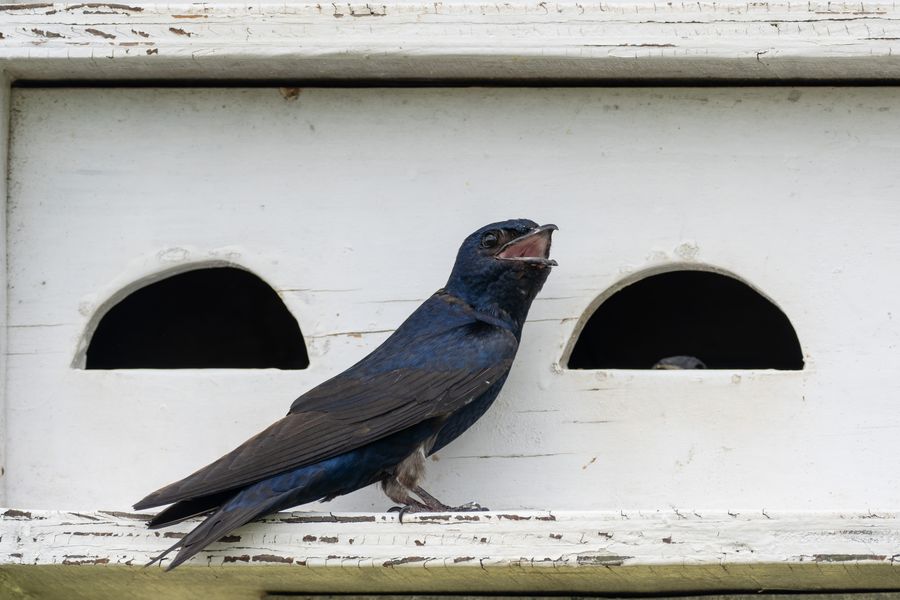 Purple Martin at the nest box