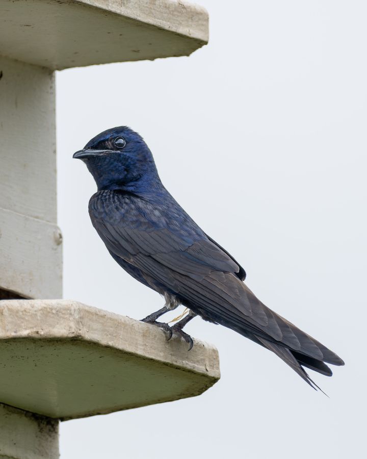 Purple Martin
