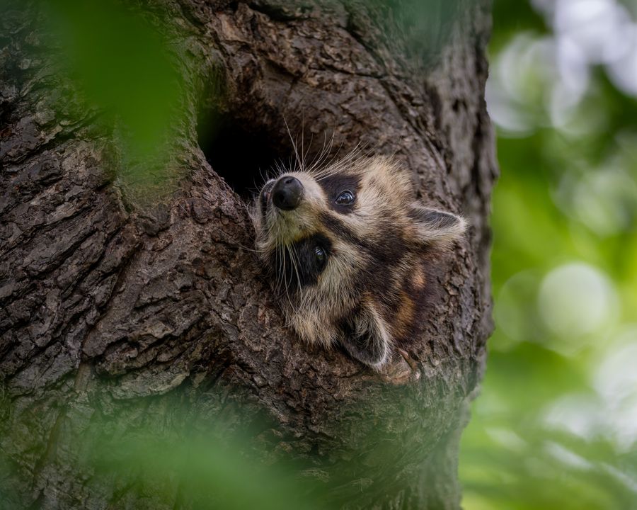 Raccoon in a tree cavity