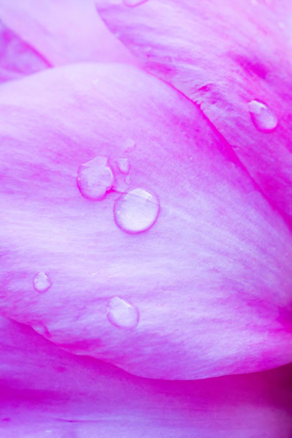 Raindrops on a rose petal