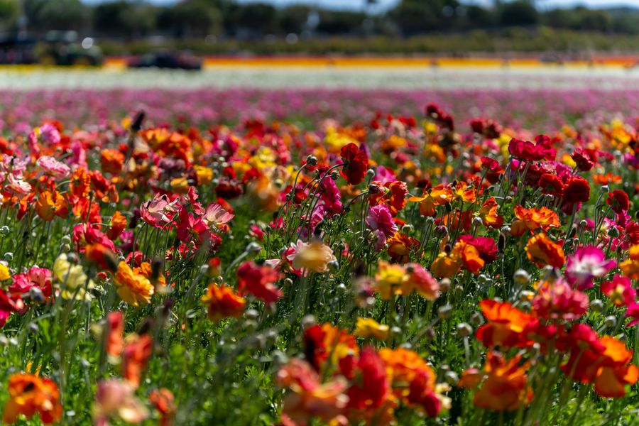 Ranunculus field, wide view